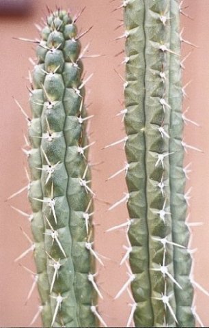 Rauhocereus_riosaniensis_1